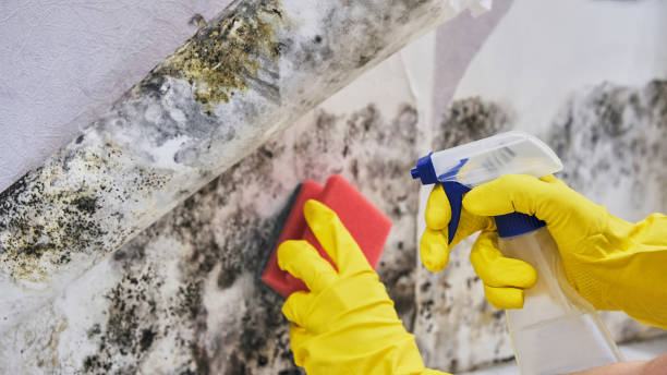 Why You Should Choose Our Mold Remediation Services in Great Neck, NY